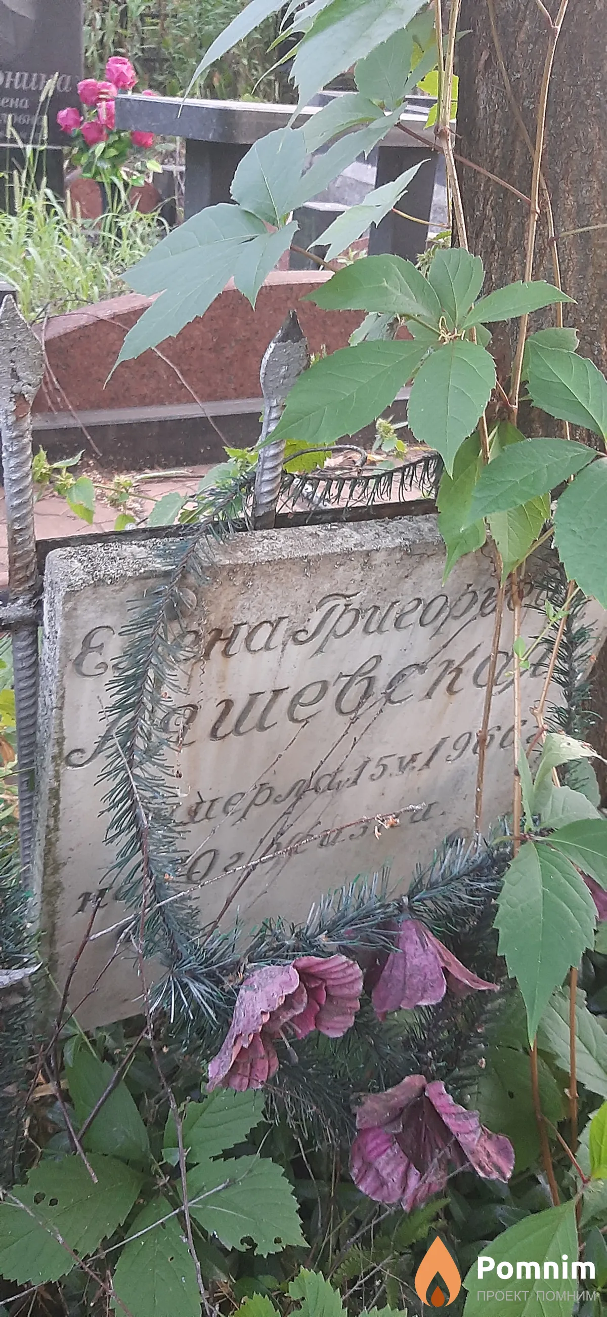 Ляшевская Елена Григорьевна