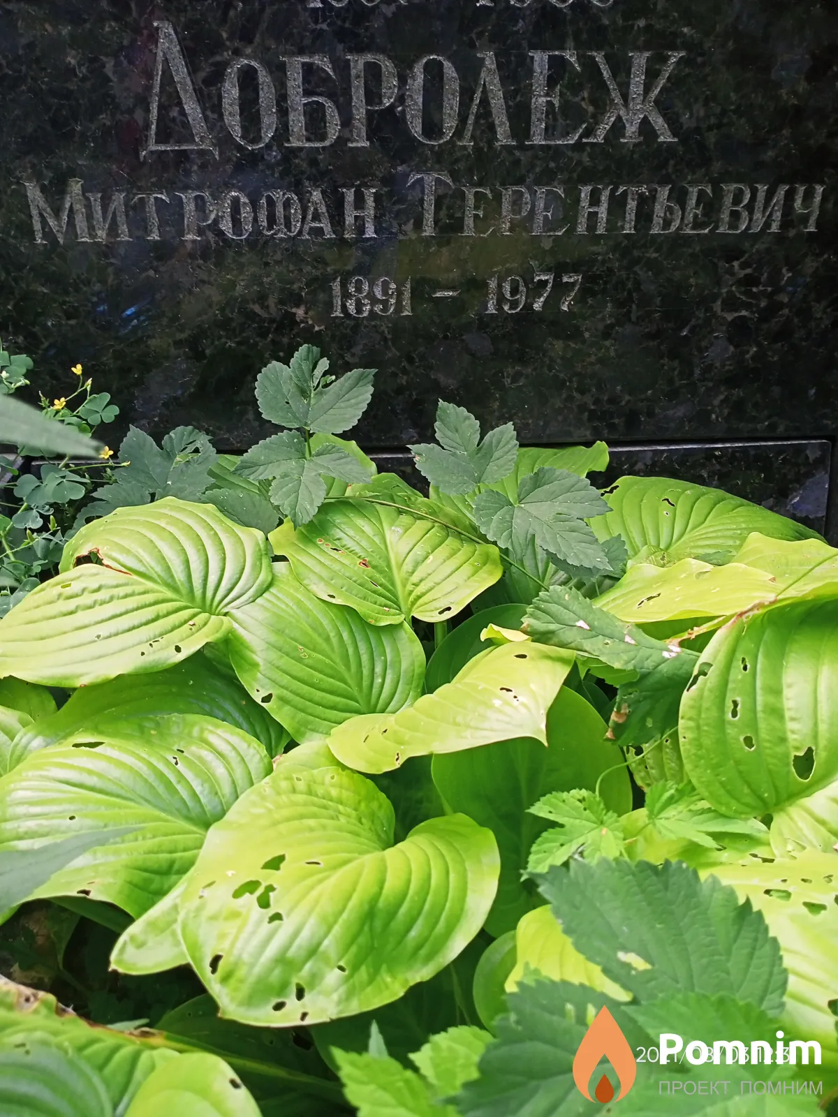 Добролеж Митрофан Терентьевич