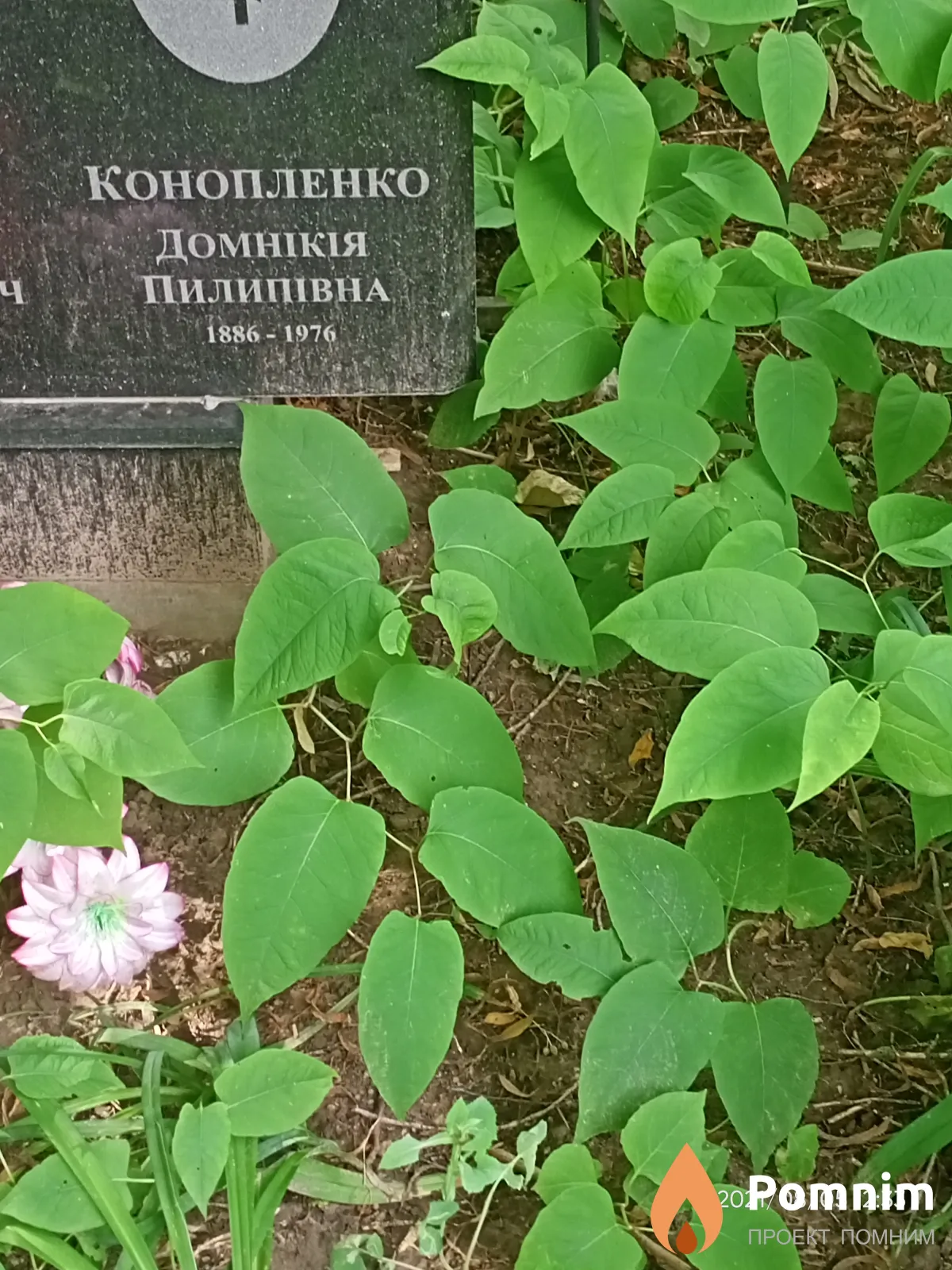 Конопленко Домнікія Пилипівна