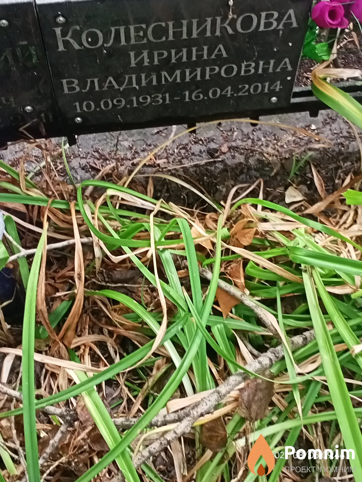Колесникова Ирина Владимировна