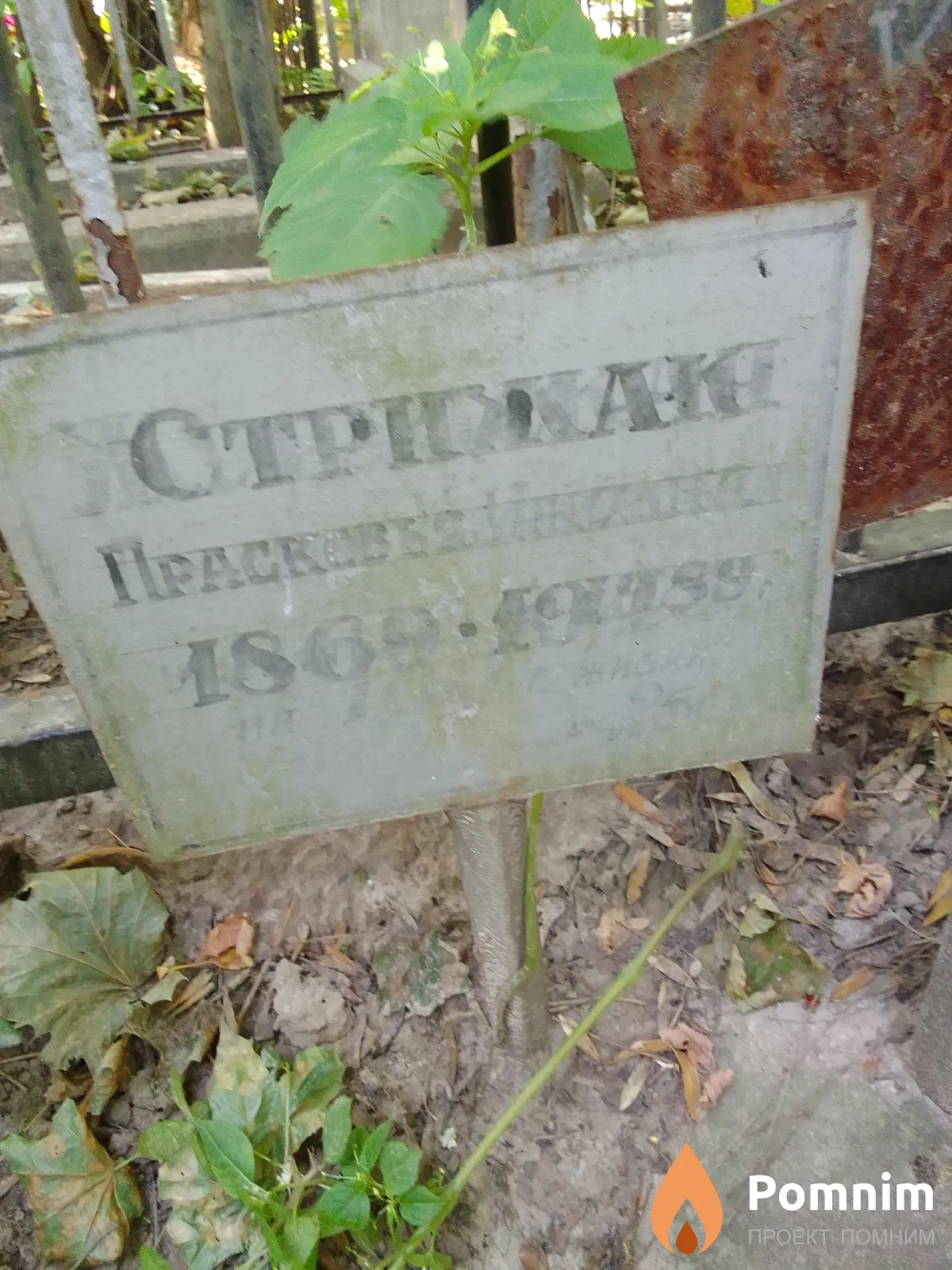 Стрижак Прасковья