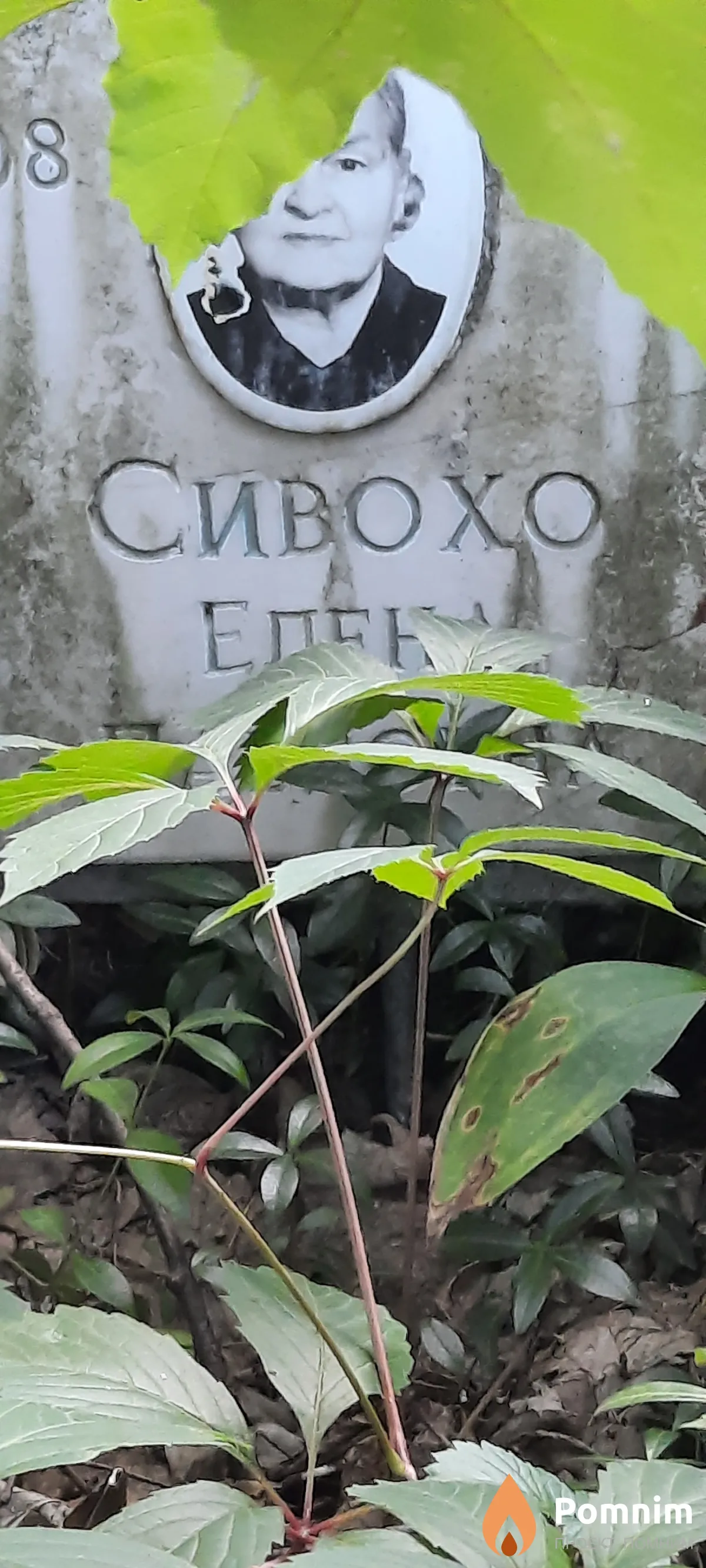 Сивохо Елена Павловна 1908