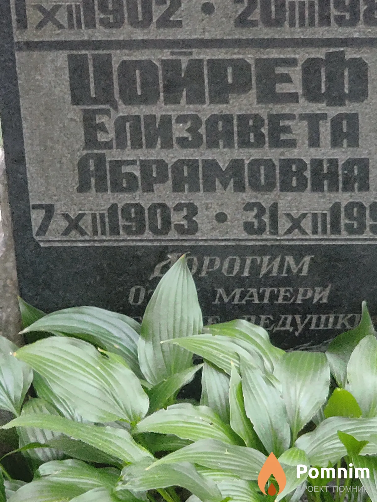 Цойреф Елизавета Абрамовна