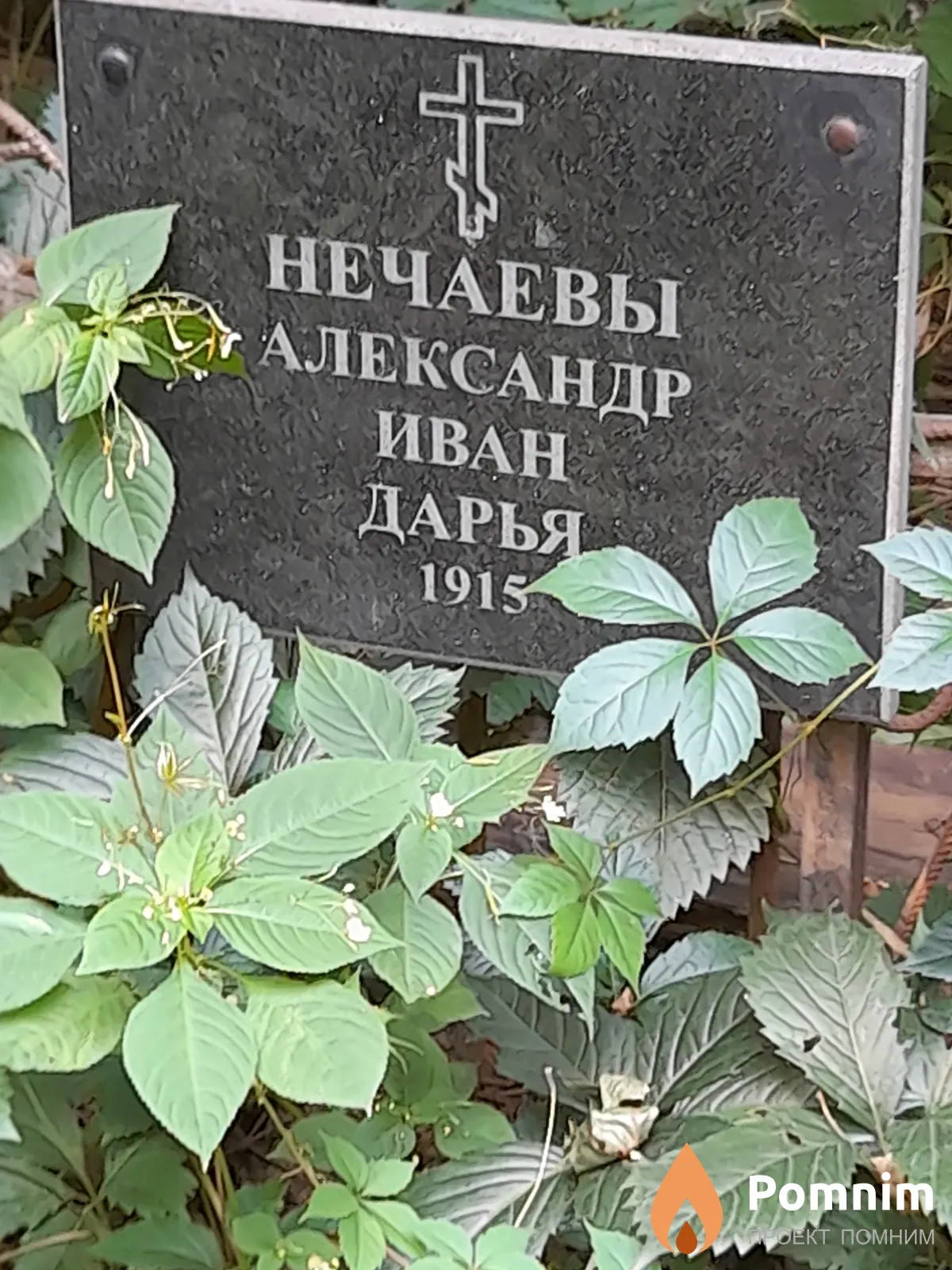Нечаева Дарья