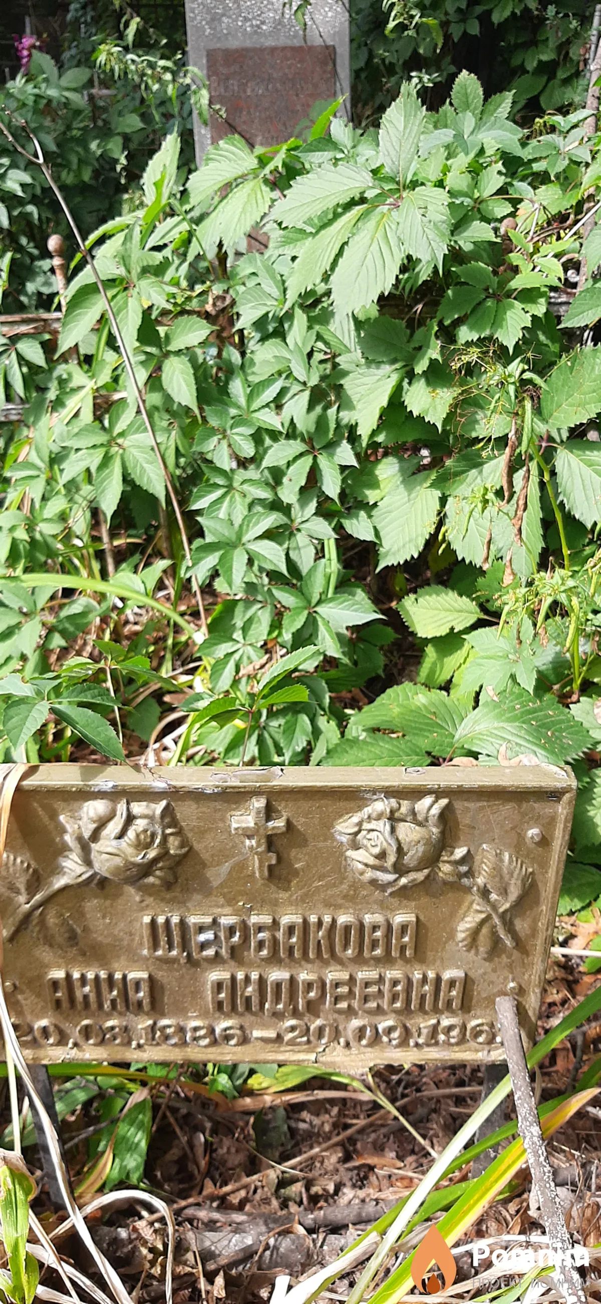 Щербакова Анна Андреевна