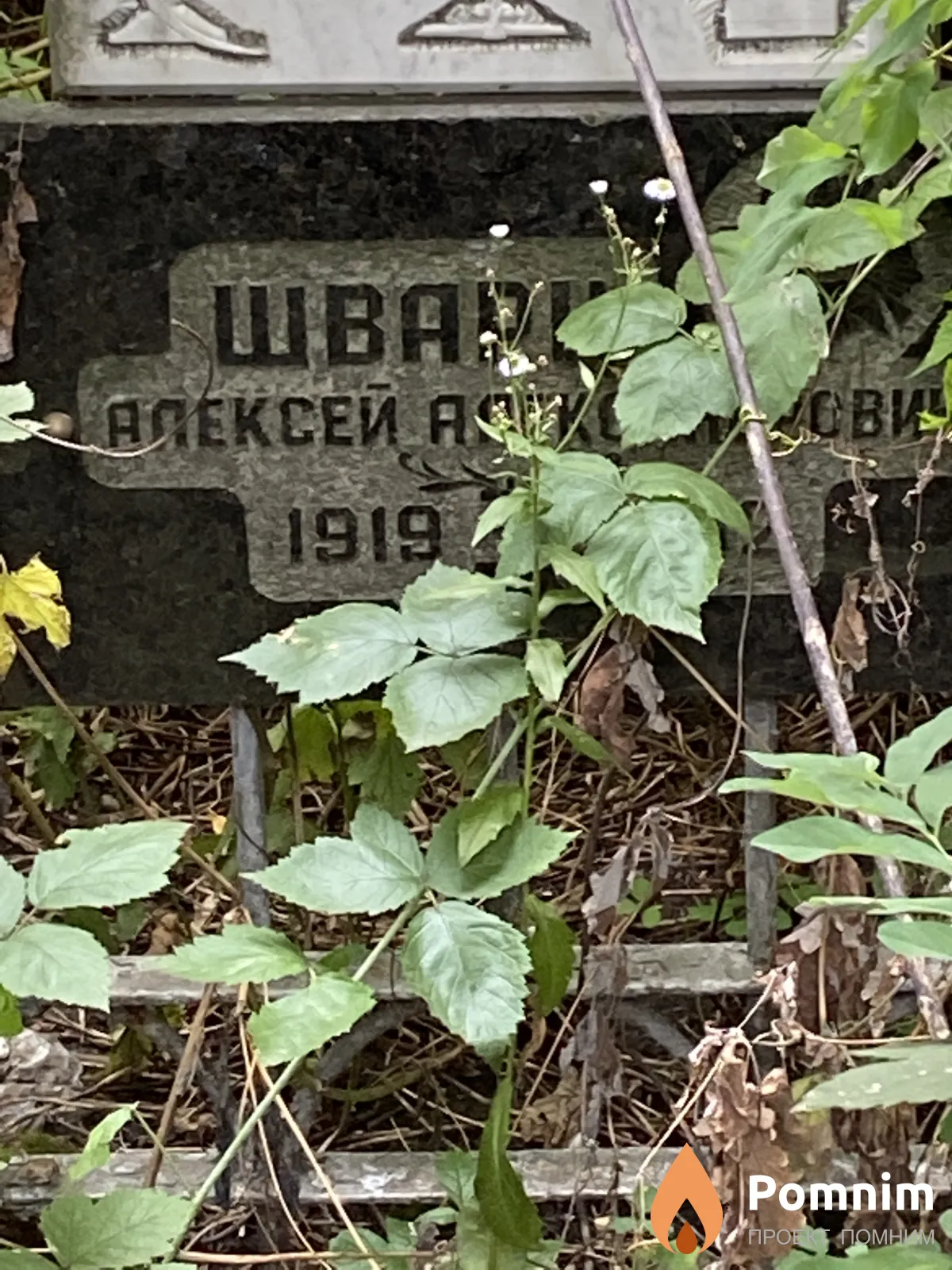 Шварц Алексей Александрович