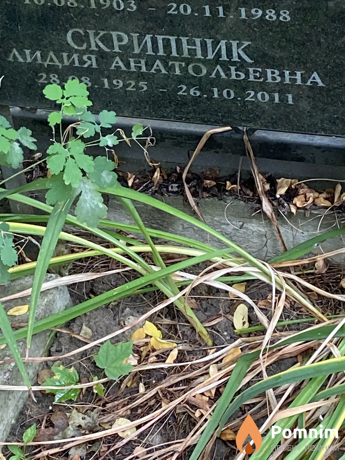 Скрипник Лидия Анатольевна