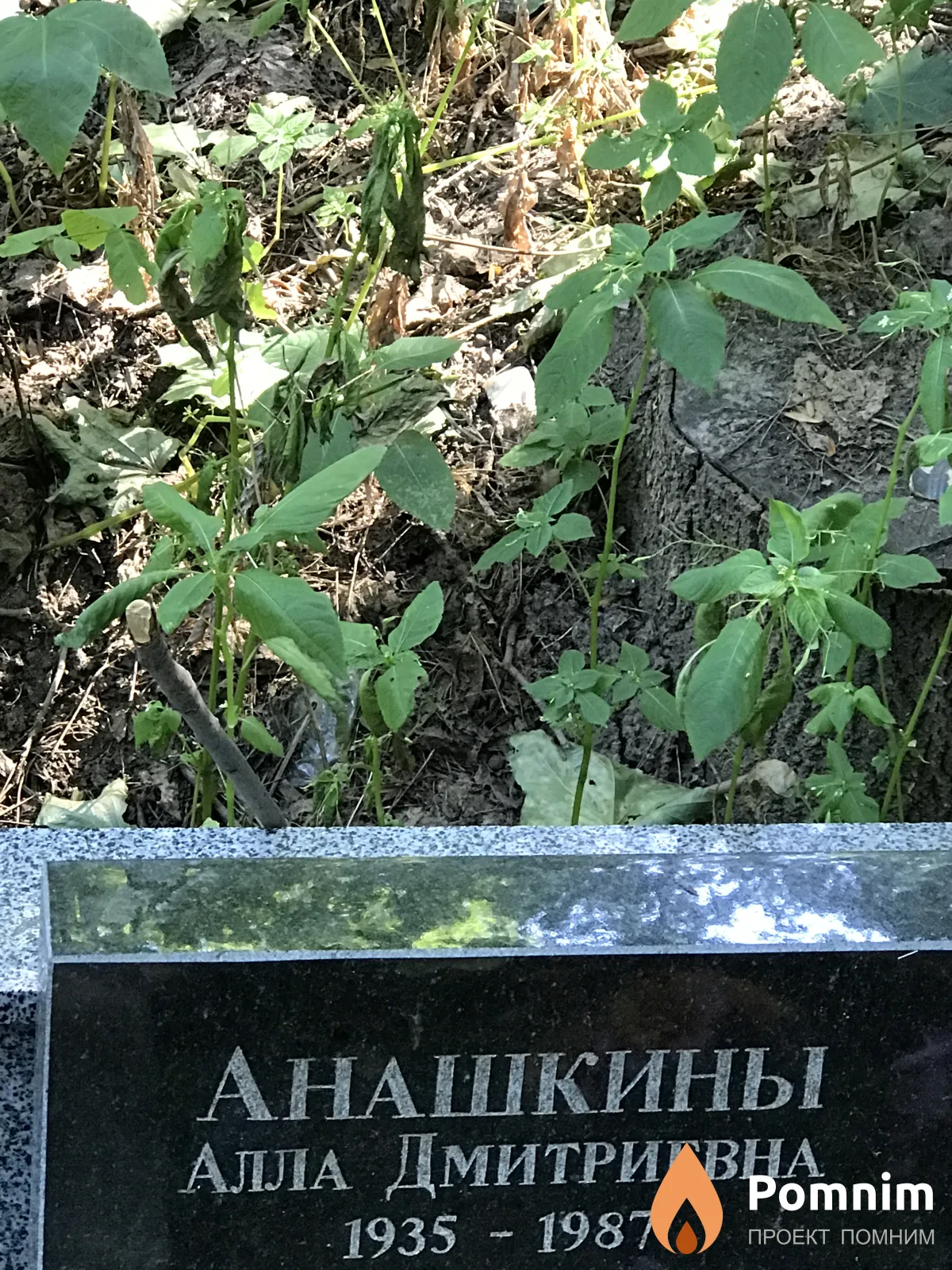 Анашкина Алла Дмитриевна