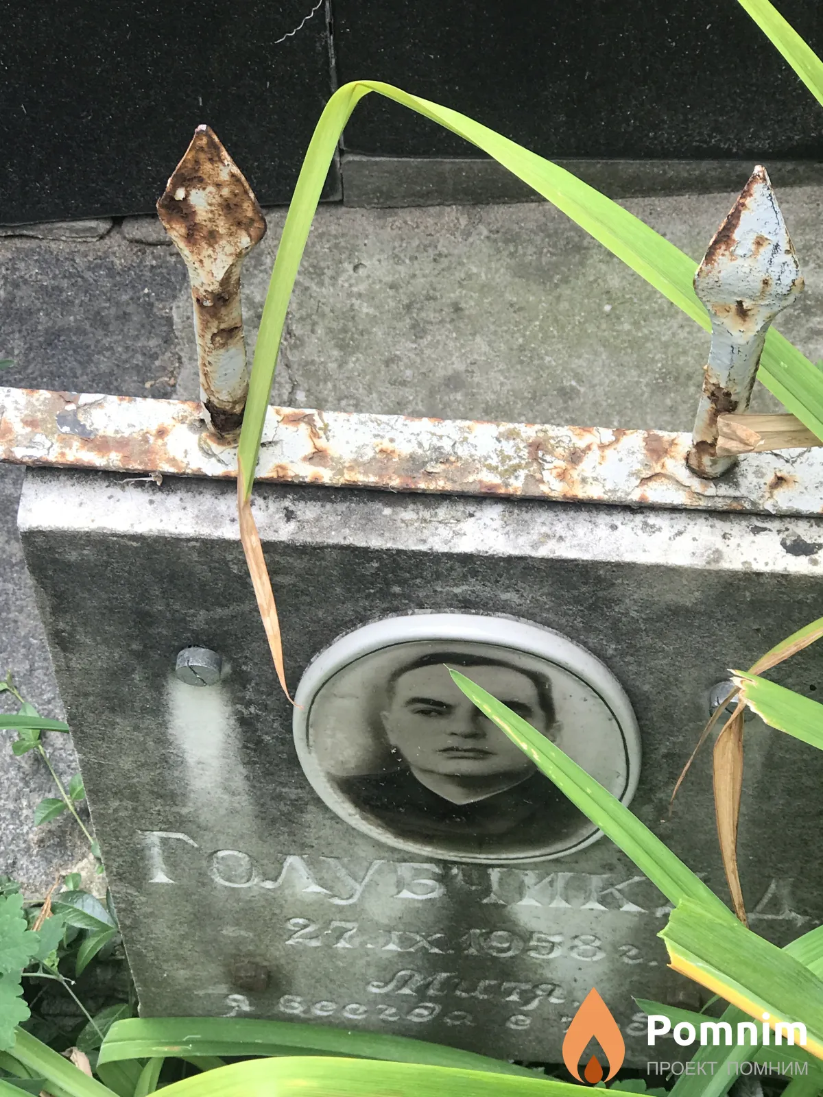 Голубчик Д Д