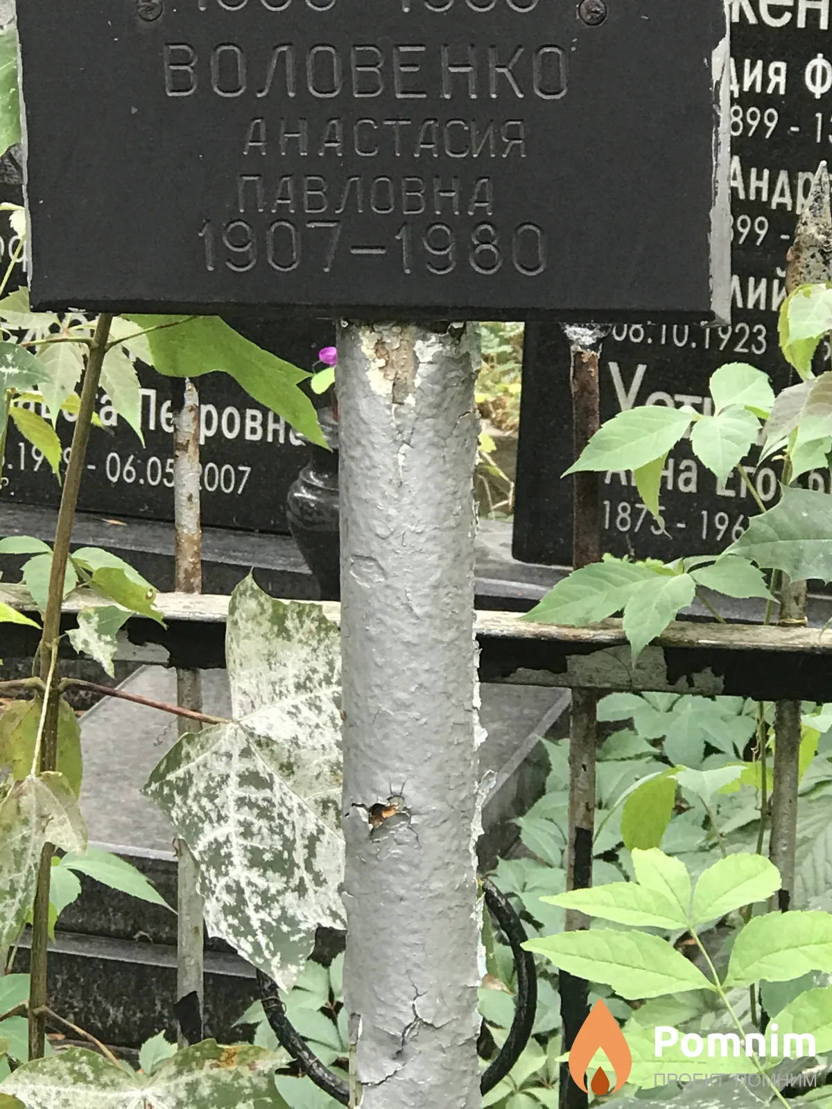 Воловенко Анастасия Павловна