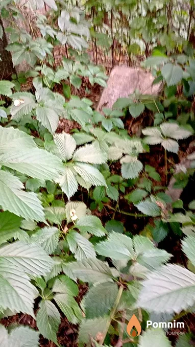 Соловей Ч С
