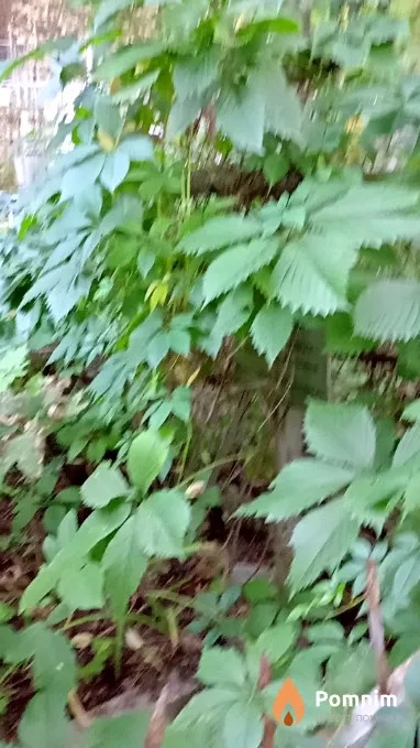 Кулак Мария Ивановна