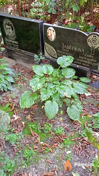 Завероха Петр Николаевич