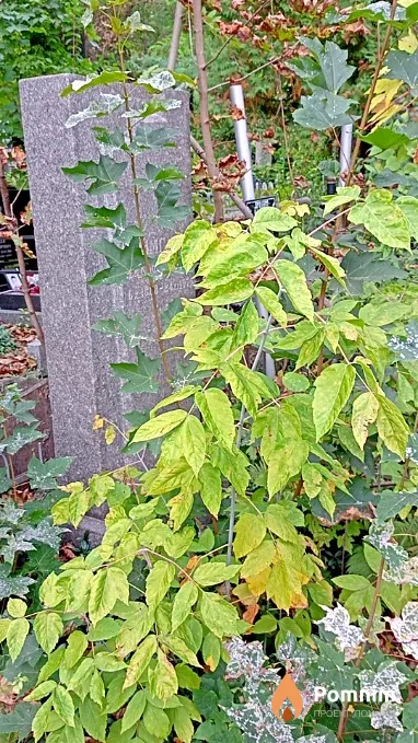 Фримгарц Лев Кофманович