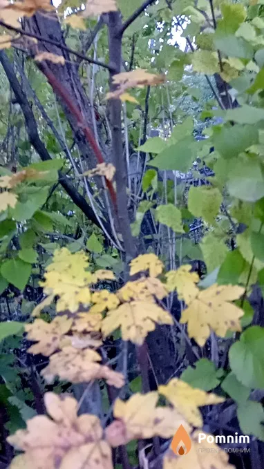 Рахлин Давид