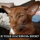 Захоронение ID 276980
