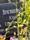 Захоронение ID 1255538