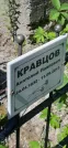 Захоронение ID 1257021