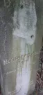 Захоронение ID 1257580