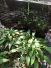 Захоронение ID 1258260