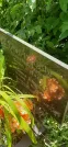 Захоронение ID 1259538