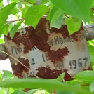 Захоронение ID 1259804