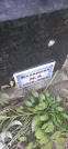 Захоронение ID 1259932