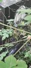 Захоронение ID 1260247