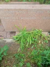 Захоронение ID 1260320