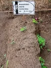 Захоронение ID 1260914