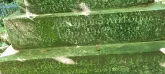 Захоронение ID 1261942