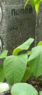 Захоронение ID 1264954