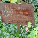 Захоронение ID 1266196