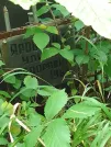 Захоронение ID 1268296