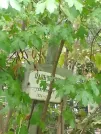 Захоронение ID 1268806