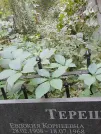 Захоронение ID 1270945
