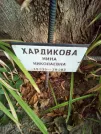 Захоронение ID 1272274