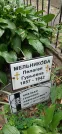 Захоронение ID 1274364