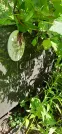 Захоронение ID 1275474