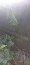 Захоронение ID 1276209