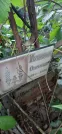 Захоронение ID 1276445