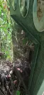 Захоронение ID 1277169