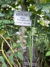 Захоронение ID 1277207