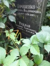Захоронение ID 1277262