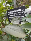 Захоронение ID 1277329