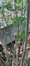 Захоронение ID 1278217