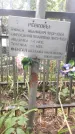 Захоронение ID 1278465