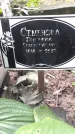 Захоронение ID 1278699