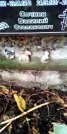 Захоронение ID 1278924
