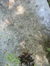 Захоронение ID 1278966